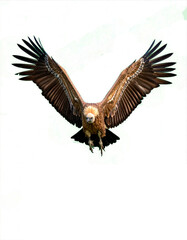 Fototapeta premium buitre leonado (Gyps fulvus) en primer plano, sobrevolando, con las alas extendidas y el plumaje detallado en tonos marrones y beige. La luz natural resalta la textura de sus plumas. PNG