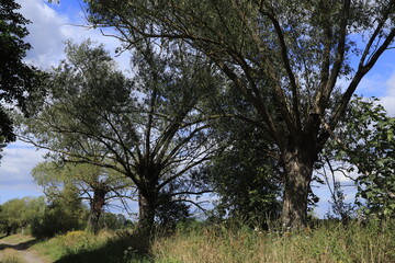 willows by the dirt road and sky