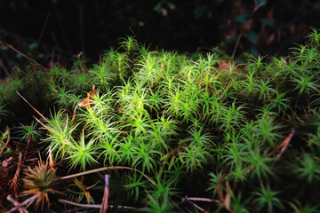 forest floor moss on the ground