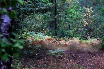 autumn forest in the forest