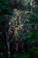 forest birch in the rays of the sun