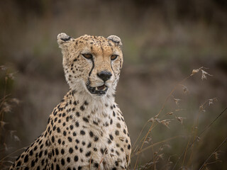 Cheetah looking for prey