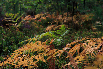 autumn ferns in the forest