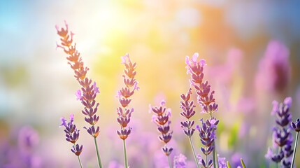 Obraz premium lavender flowers in the field