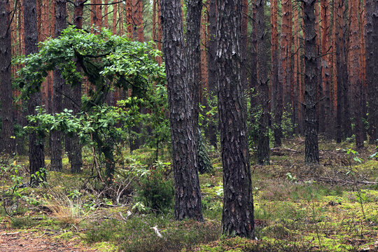 tree in the forest