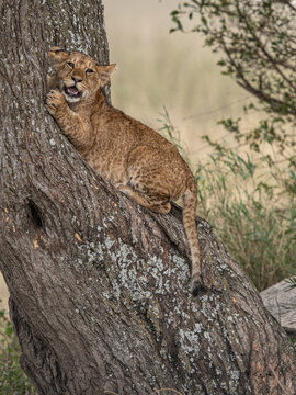 Lion Cub on a tree