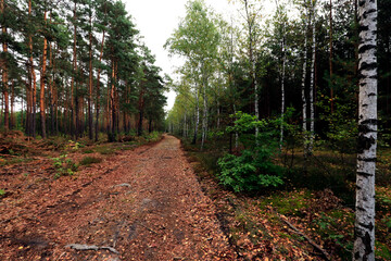 forest road between pines and birches