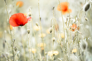 Fototapeta premium Poppies in the field