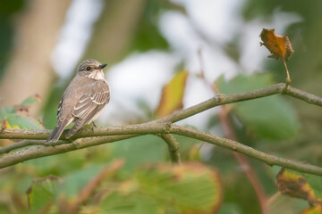 Spotted flycatcher (Muscicapa striata), Norfolk coast, UK