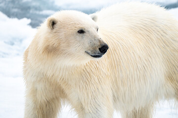 polar bear close up