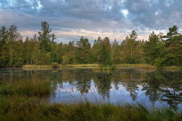 Fototapeta premium Walking route through the Sestroretskoye Boloto (Sestroretsk swamp) State Nature Reserve on a sunny summer day, Russia, Saint Petersburg, Kurortny District, Beloostrov