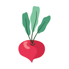 Illustration Radish. Colored, cartoon. Vector, isolated on white background