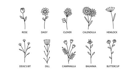 Elegant line art of various wildflowers including rose and daisy