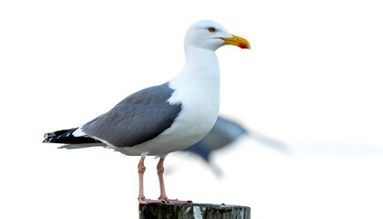 Obraz premium A seagull perched on a post. Close-up, soft background