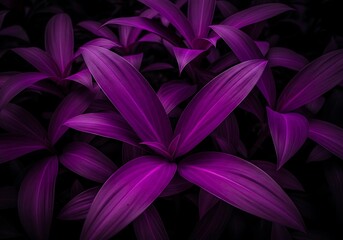Abstract Purple Leaves Arrangement Dark Background Minimalist Aesthetic