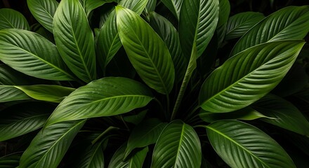 Lush Green Peace Lily Leaves a Botanical Close Up