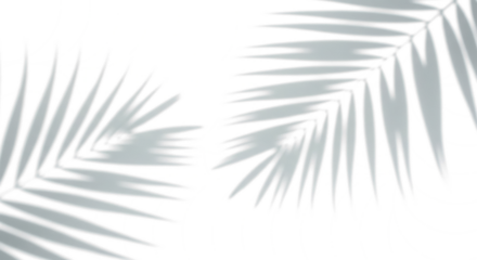 Botanical Shadows: A minimalist study of light and shadow dances across a pristine backdrop, casting an elegant pattern of palm fronds, a serene and artistic representation of nature's delicate touch.