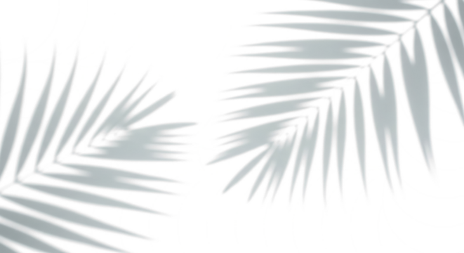 Botanical Shadows: A minimalist study of light and shadow dances across a pristine backdrop, casting an elegant pattern of palm fronds, a serene and artistic representation of nature's delicate touch.