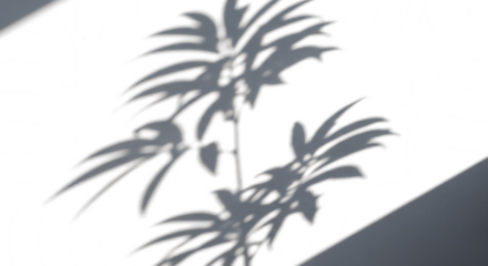 Shadow Play: The silhouette of a lush plant creates an artistic composition, where light and shadow engage in a subtle dance, revealing the intricate details of nature's design.