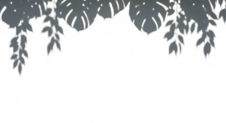 Shadows of Tropical Plants: The captivating interplay of light and shadow creates a delicate composition, highlighting the intricate details of tropical foliage.