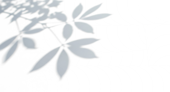 Shadow Play: A serene composition where delicate leaf shadows dance on a smooth surface, casting an ethereal play of light and form.