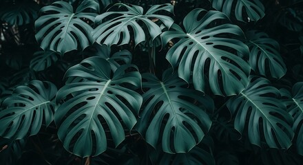 Fototapeta premium Lush Monstera Deliciosa Leaves Background Dark Green Tone
