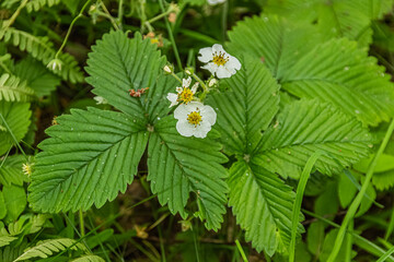 Wild Strawberry Blossoms Amidst Verdant Leaves