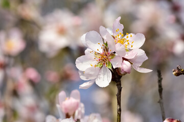 photos of flowering apricot tree and apricot flowers