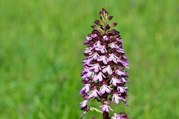 flowers growing in rural areas. wild orchid photos.