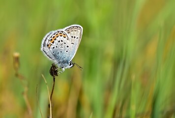 wildlife photos. photos of butterflies in natural areas.