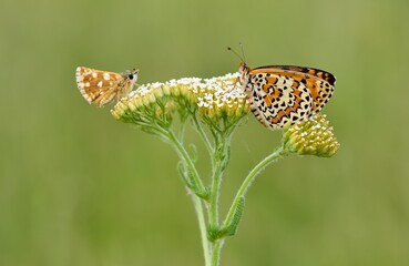 wildlife photos. photos of butterflies in natural areas.