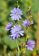 Medicinal wild plants and flowers. Blue chicory photos.
