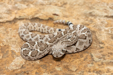 A beautiful juvenile western diamondback rattlesnake (Crotalus atrox), also known as a Texas...