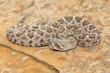 A beautiful juvenile western diamondback rattlesnake (Crotalus atrox), also known as a Texas diamond-back rattlesnake, adobe snake, and buzz tail. A highly venomous snake native to North America