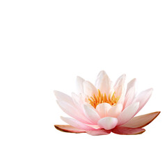 Soft pink lotus flower, centered against black background.  Delicate petals, pale orange center.  Natural, serene image