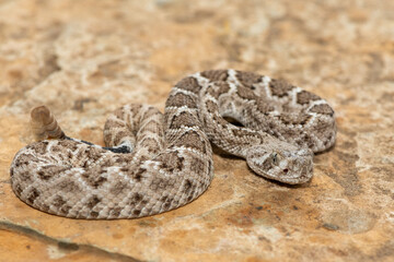 A beautiful juvenile western diamondback rattlesnake (Crotalus atrox), also known as a Texas diamond-back rattlesnake, adobe snake, and buzz tail. A highly venomous snake native to North America