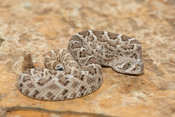 A beautiful juvenile western diamondback rattlesnake (Crotalus atrox), also known as a Texas diamond-back rattlesnake, adobe snake, and buzz tail. A highly venomous snake native to North America