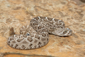 A beautiful juvenile western diamondback rattlesnake (Crotalus atrox), also known as a Texas diamond-back rattlesnake, adobe snake, and buzz tail. A highly venomous snake native to North America