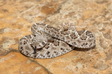 A beautiful juvenile western diamondback rattlesnake (Crotalus atrox), also known as a Texas diamond-back rattlesnake, adobe snake, and buzz tail. A highly venomous snake native to North America