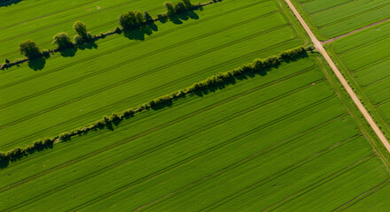 Regenerative Agriculture Field