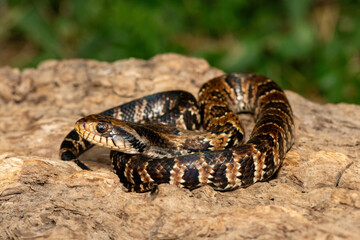 A beautiful False water cobra (Hydrodynastes gigas), also called a false cobra, South American water cobra, and Brazilian smooth snake. A mildly venomous colubrid snake endemic to South America