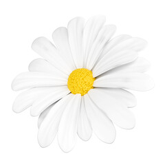 White Daisy Flower Isolated on Transparent Background PNG