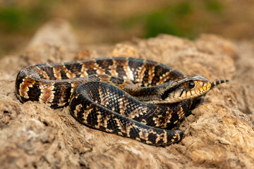 A beautiful False water cobra (Hydrodynastes gigas), also called a false cobra, South American water cobra, and Brazilian smooth snake. A mildly venomous colubrid snake endemic to South America