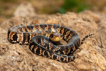 A beautiful False water cobra (Hydrodynastes gigas), also called a false cobra, South American water cobra, and Brazilian smooth snake. A mildly venomous colubrid snake endemic to South America