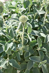 Stachys germanica au jardin au printemps