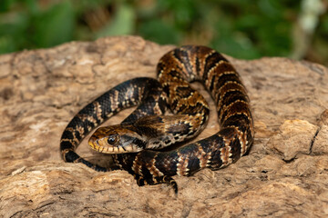 A beautiful False water cobra (Hydrodynastes gigas), also called a false cobra, South American water cobra, and Brazilian smooth snake. A mildly venomous colubrid snake endemic to South America