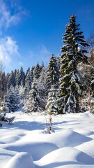 A pristine winter landscape showcases a snow-covered forest under a vibrant blue sky.  The snow-laden evergreens stand tall against the clear, sunny day.