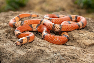 A beautiful Honduran milk snake (Lampropeltis triangulum hondurensis), on a dead log. A non...