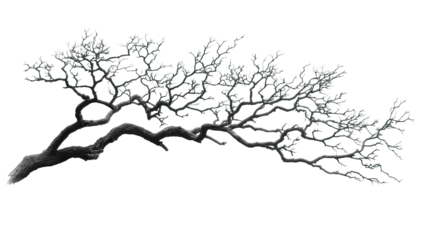 Detailed bonsai branch, grey tones, intricate detail