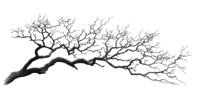 Detailed bonsai branch, grey tones, intricate detail